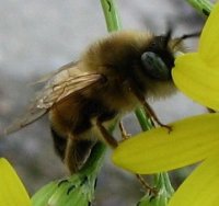 Bombus sp-2