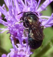 Ceratina chalybea  -1