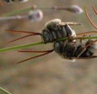 Eucera sp-1