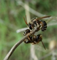 Eucera sp-3