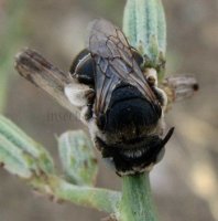 Eucera sp-4