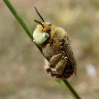 Eucera sp-6