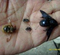 Eucera