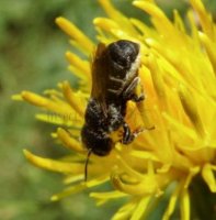 Heriades truncorum