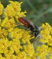 Sphecodes ferruginatus -1