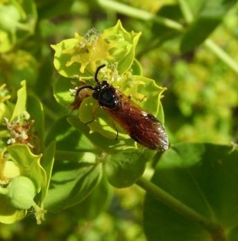 Arge cyanocrocea