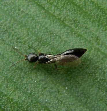 Bethylus cephalotes