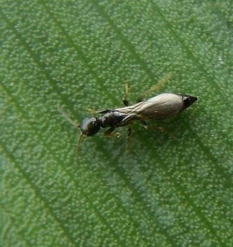 Bethylus cephalotes
