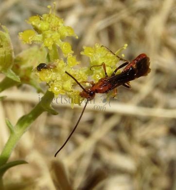 Agathidinae sp-1