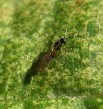 Alloea contracta-1