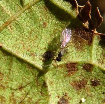Alloea contracta-3