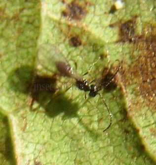 Alloea contracta-4