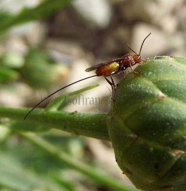 Aphidiinae sp -1