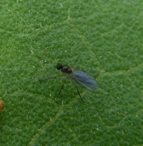 Aphidiinae sp-3