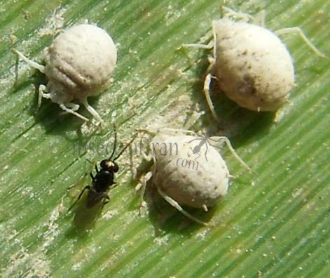 Aphidius matricariae-2