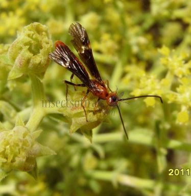 Agathidinae sp-3