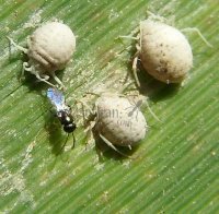 Aphidius matricariae-1