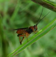 Bassus sp-2