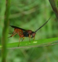 Bassus sp-3