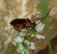Bassus sp-4