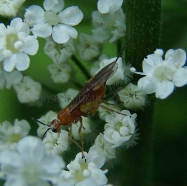 Braconide glyptomorpha-11