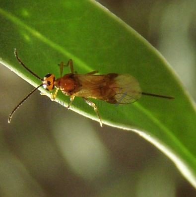 Braconide glyptomorpha-13