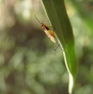 Braconide glyptomorpha-13