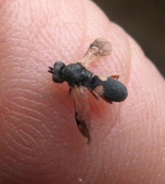 Chelonus sp -1