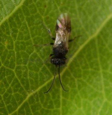 Chelonus-sp 