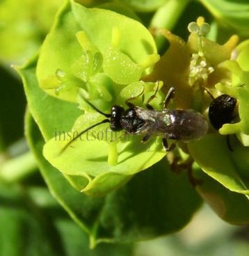 Chelonus-sp 