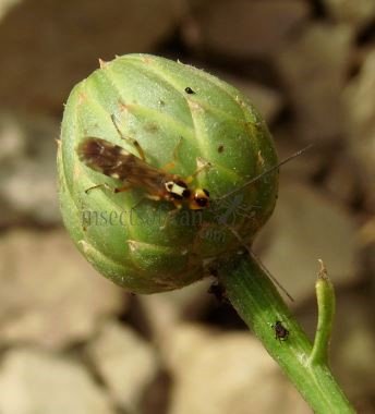 Braconidae- 