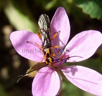 Braconidae-1