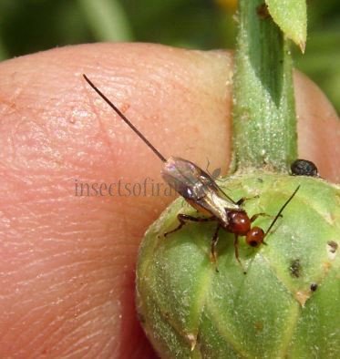 Braconidae-22