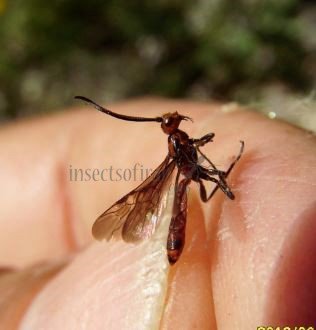 Glyptomorpha sp-6 