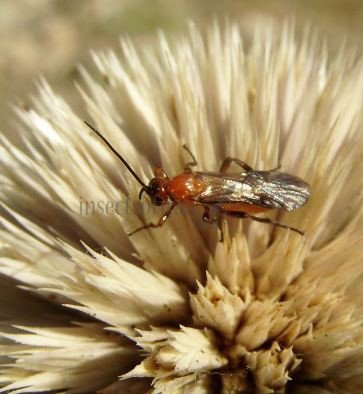 Habrobracon sp
