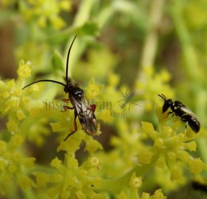 Protapanteles marginatus -1