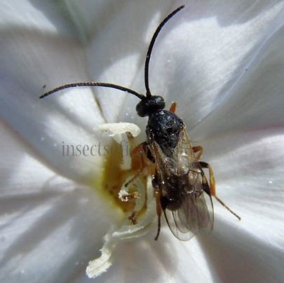Braconidae -5