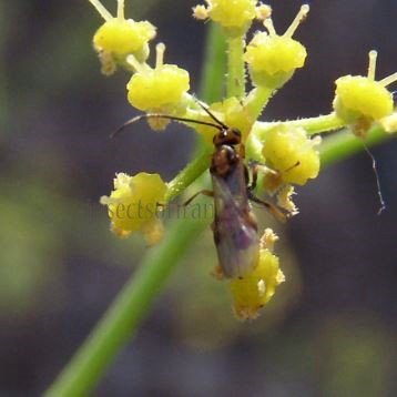Braconidae -8