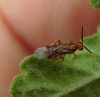 Braconidae -9