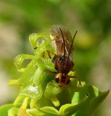 Braconidae -20