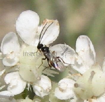  Braconide doryctes-1