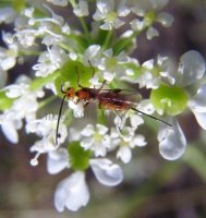 Braconide Glyptomorpha-6