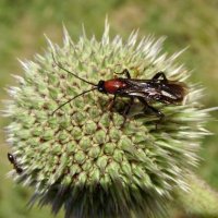 Braconinae sp