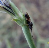 Chelonus sp -2