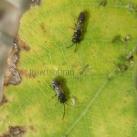 Chelonus-sp 