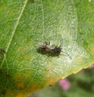 Chelonus-sp 