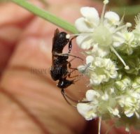 Chelonus-sp 