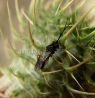 Chelonus-sp 