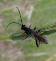 Cotesia salebrosa