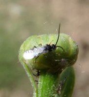 Cotesia tibialis
